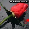 Dragoste Diverse trandafir love 10570