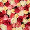 Flori Trandafiri  4356