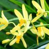 Flori Orhidee  4310