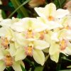 Flori Orhidee  4311