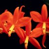 Flori Orhidee  4312