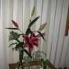 Flori Orhidee  4313