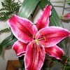 Flori Orhidee  4314
