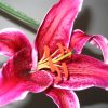 Flori Orhidee  4316