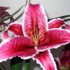 Flori Orhidee  4317