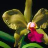 Flori Orhidee  4318