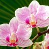 Flori Orhidee  4319