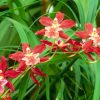Flori Orhidee  4320
