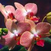 Flori Orhidee  4321