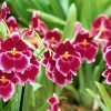 Flori Orhidee  4322