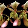 Flori Orhidee  4323