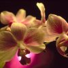 Flori Orhidee  4324