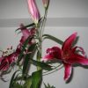 Flori Orhidee  4327