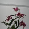 Flori Orhidee  4328
