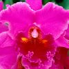 Flori Orhidee  4329
