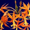 Flori Orhidee  4332