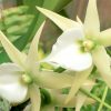 Flori Orhidee  4333