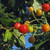 Fructe Diverse Cirese 6391