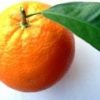 Fructe Diverse Portocale 6580