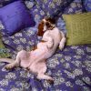 Amuzante Animale Relax, Get Comfy 1258