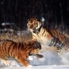 Animale Tigri  1123