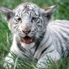 Animale Tigri  1233