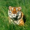 Animale Tigri  1970