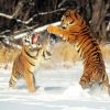 Animale Tigri  2311