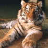 Animale Tigri  100