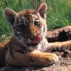 Animale Tigri  120