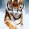 Animale Tigri  128