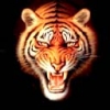 Animale Tigri  145