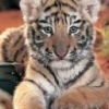 Animale Tigri  148