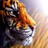 Animale Tigri  149