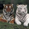 Animale Tigri  161