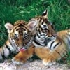 Animale Tigri  205
