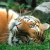 Animale Tigri  224