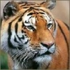 Animale Tigri  239