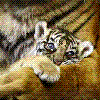 Animale Tigri  24
