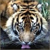 Animale Tigri  240