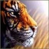 Animale Tigri  241