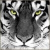 Animale Tigri  242