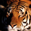 Animale Tigri  270