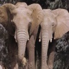 Animale Elefanti  302