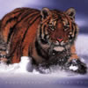 Animale Tigri  657