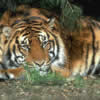 Animale Tigri  681