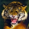 Animale Tigri  82