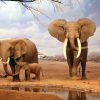 Animale Elefanti  1888