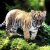 Animale Tigri  1216