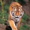 Animale Tigri  121